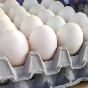 Large Duck Eggs