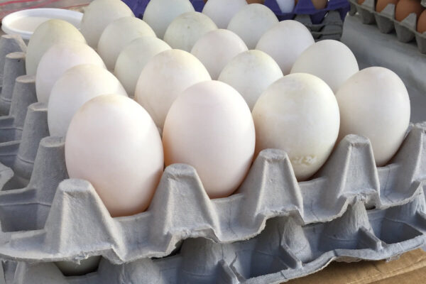 Large Duck Eggs